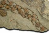 Line Of Lonchodomas Trilobites Showing Migrating Behavior #338987-3